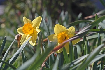 Fototapeta premium 2 yellow daffodils