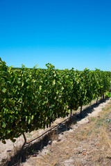 Fototapeta na wymiar rows of vines in stellenbosch vineyard, south africa
