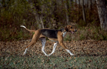 Naklejka na ściany i meble beautiful poitevin hunting scent dog running in autumn forest
