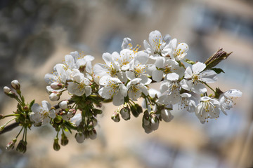 Cherry flowers closeup. White cherry flowers, romantic spring backdrop. White cherry blossom with selective focus. Spring blooming sakura cherry flowers branch.
