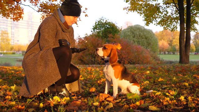 Woman play with Beagle, put small dry leaf on head of obedient dog. Doggy sitting still, leaflet fall down by wind. Warm evening lighting at autumn park