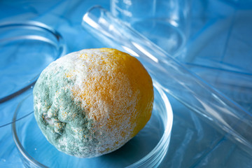 Moldy lemon in a petri dish on a blue background. Organic, medical research concept. Texture of blue mold on the yellow lemon.