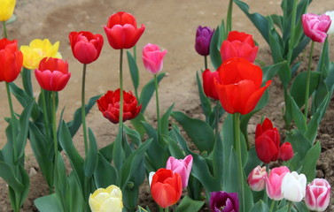 Campo di tulipani colorati nella campagna in Olanda