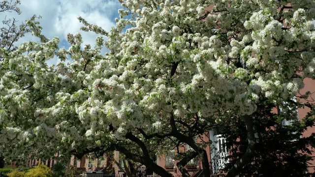 rising over flowering tree revealing brownstone block in Brooklyn