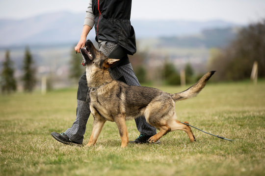 German shepherd in obedience training on green grass and jumping through obstacle