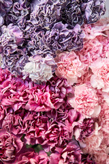 Closeup Bunches of carnation flowers different varieties in vases. Lovely Vintage background with...