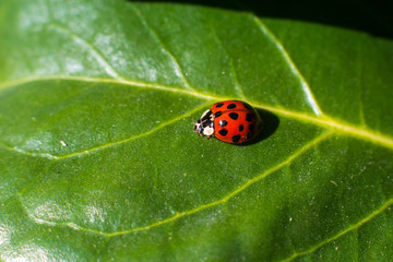 Single ladybug on green leaf in summer sun - macro