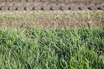 Grass field, green spring landscape