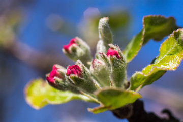 Furry apple flowers in spring sun on blue sky - extreme macro