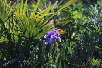 paysage d'un jardin fleuri au printemps