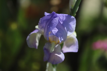 blue iris flower