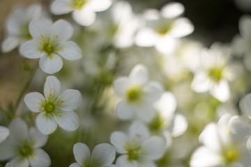 Fototapeta na wymiar white flowers in spring