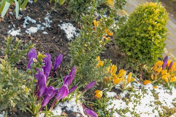 Obraz premium yellow and purple crocuses growing on the ground in early spring. First spring flowers blooming in garden. Spring meadow full of violet and yellow crocuses, Bunch of crocuses. Yellow crocus blossom