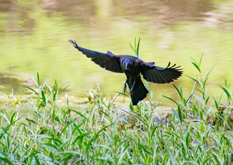 Black Grackle flying above marsh hunting insects on Lake Acworth in Georgia.