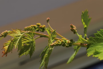 ladybird on a branch