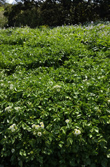 いちめんのクレソン