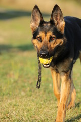 German shepherd portrait with yellow ball in mouth on green background 