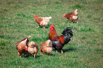 brown-red marans cock with beautiful feather dress between many brown-yellow chickens on a spring green meadow at sunset, cloudless sky