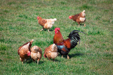 Naklejka na ściany i meble brown-red marans cock with beautiful feather dress between many brown-yellow chickens on a spring green meadow at sunset, cloudless sky