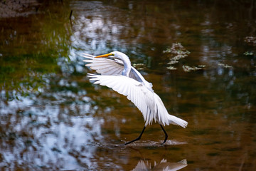 White Egret flapping wings and fishing on mud flats in wildlife sanctuary in Roswell Georgia.