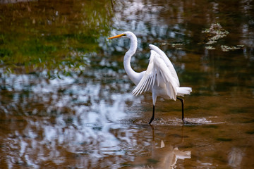 White Egret flapping wings and fishing on mud flats in wildlife sanctuary in Roswell Georgia.