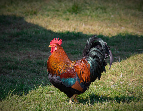 brown-red Marans rooster with beautiful feathers stands on a green meadow, side view, rooster looks to the left, in the sunset, by day