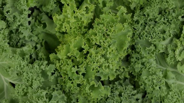 Rotating freshly cut kale salad leaves. Close-up.