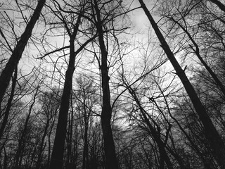 Sad & Dark Forest