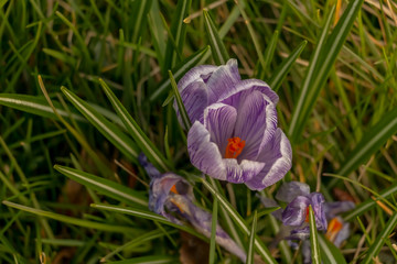 yellow and purple crocuses growing on the ground in early spring. First spring flowers blooming in garden. Spring meadow full of violet and yellow crocuses, Bunch of crocuses. Yellow crocus blossom