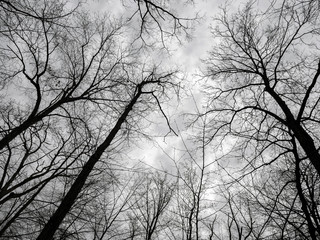 Eerie & Dark Trees
