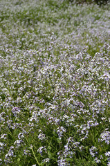 いちめんのハマダイコン