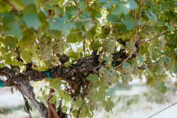 White wine grapes on the vine in summer crush