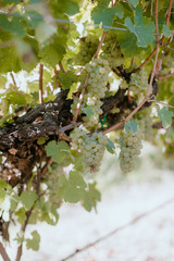 Close up of white wine grape clusters on the vine