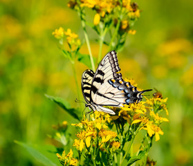 Swallowtail Butterfly on yellow flowers in park in Georgia.