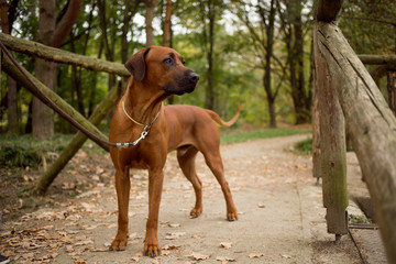 brown dog Rhodesian Ridgeback on walk standing on wooden bridge 