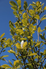 yellow flowers of a tree