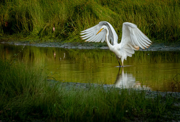 Great White Egret fishing in wetlands at Chattahoochee wildlife refuge in Roswell Georgia.