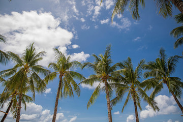 Obraz na płótnie Canvas White Beach and Palm Tree, Boracay island, Philippines.