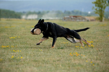 German shepherd with shiny black coat running on meadow with aport in his mouth  - obrazy, fototapety, plakaty