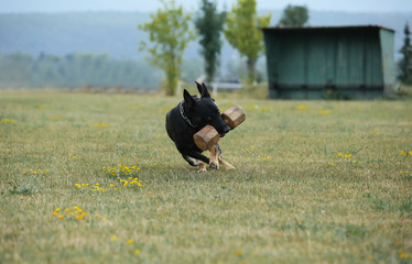 German shepherd with shiny black coat running on meadow with aport in his mouth 