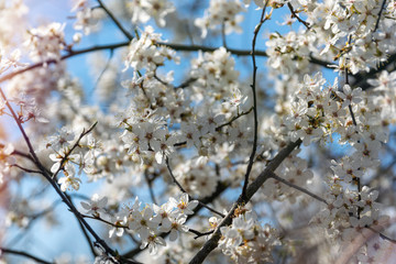 Closeup of branches of apple tree in blossom in the garden in spring. Shallow depth of field.