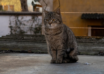 Tabby cat outdoors in spring at village