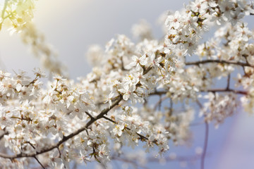 Closeup of branches of apple tree in blossom in the garden in spring. Shallow depth of field.