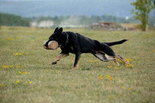 German shepherd with shiny black coat running on meadow with aport in his mouth 