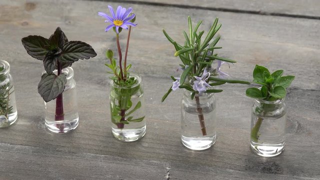 Homegrown and aromatic herbs on rustic background with rosemary in small bottles