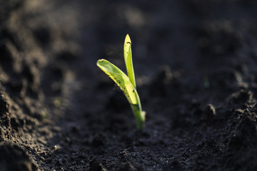 Fresh green sprouts of maize in spring on the field, soft focus. Corn as a biofuel, agricultural plants for alternative green energy. Agricultural scene with corn's sprouts in earth closeup.