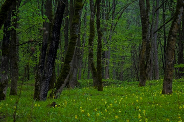 flowers under the trees
