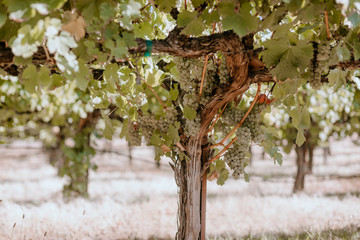 White wine grape clusters on old vine