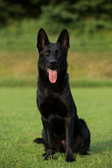 German shepherd cute portrait, black dog sitting and running portraits on green background