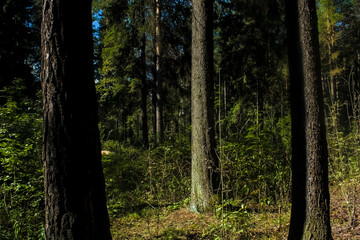 the shadow falls beautifully on the trees